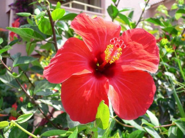 file_85269074