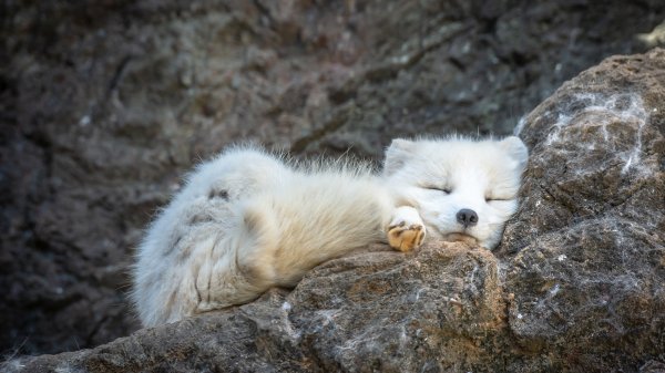 NewYearFox ROW1128491767 UHD