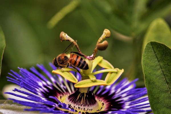 Macro 18