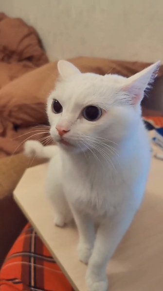 Котейка