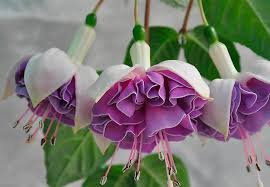 images (59)