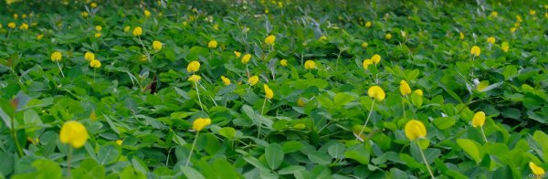 Community Showcase Natural Landscapes 2 xiaoma field