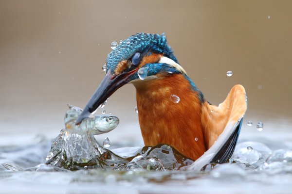 Alcedo atthis - Riserve naturali e aree contigue