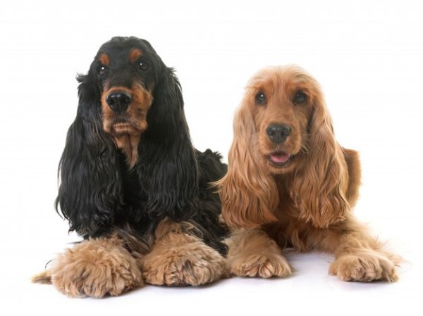 Two-cocker-spaniel-studio 87557-783
