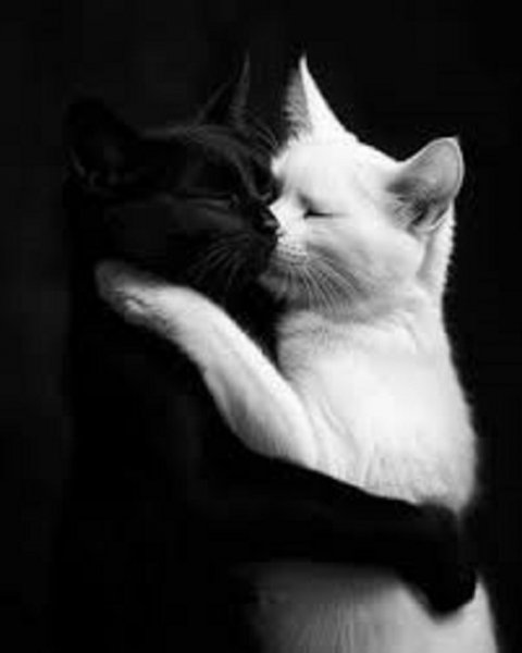 Кот и кошка. (4)