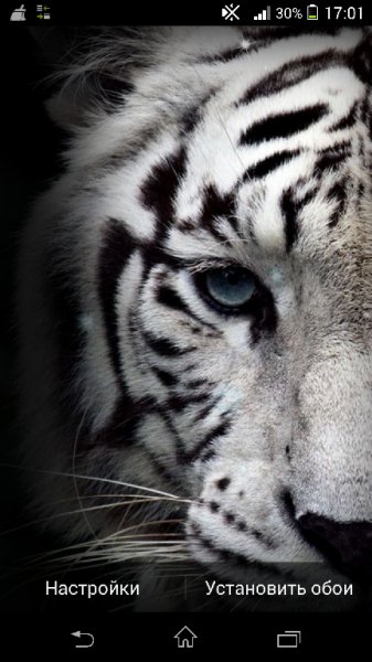 White Tiger 3.3 Live Wallpaper