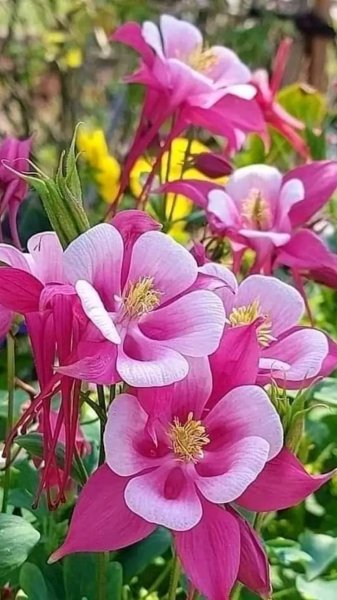file_96323316