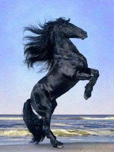 siza ru horses