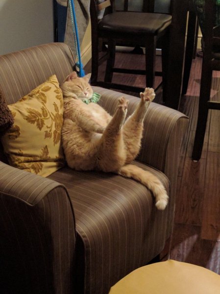 котэ потягушки