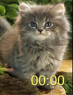 х2kотята