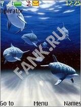 Dolphins