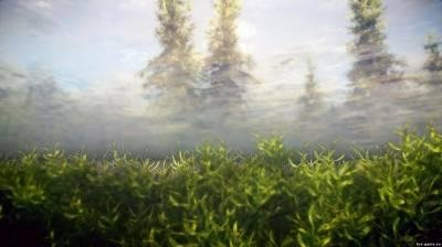 Green Kelp Gras