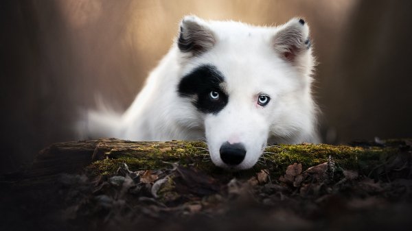 iakutskaia-laika-sobaka-morda-vzgliad-brevno-boke