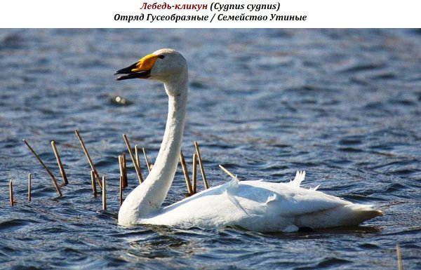 Лебедь-кликун (Cygnus cygnus)