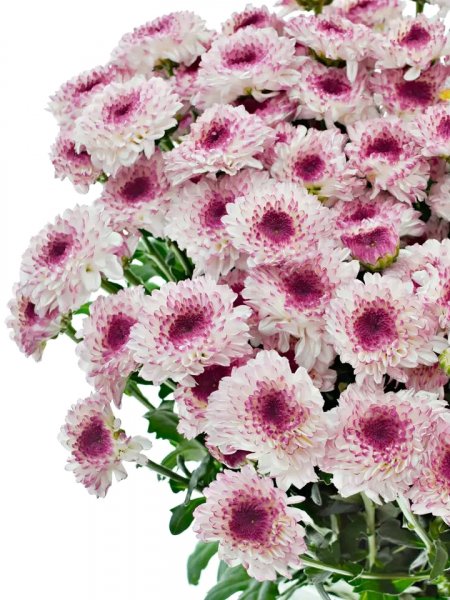 file_97022155