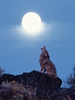 luna-volki-zhivotnye-10482