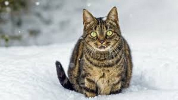 Кот и снег (2)