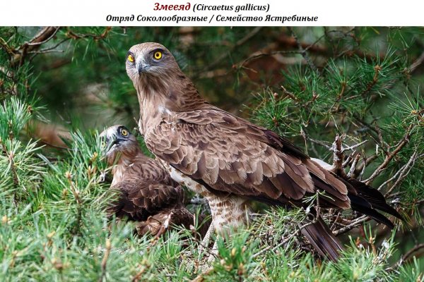 Змееяд (Circaetus gallicus)