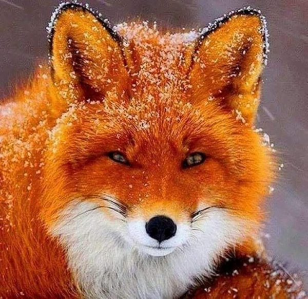 Лиса