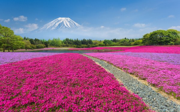 Fields of Flowers 4