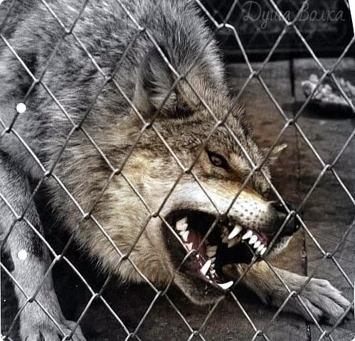 volk