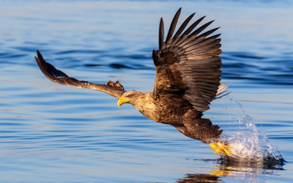 eagle-bald-eagle-bird-of-prey-bird-wings-feathers-water-wate