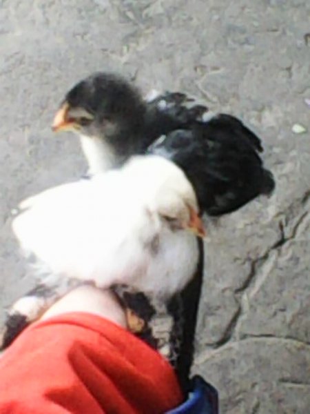 Photo0433