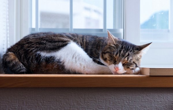 Кошка спит. (2)