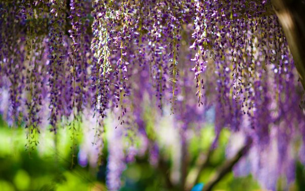 wisteria bokeh purple цветы..file