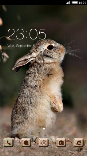 Bunny