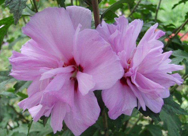 Гибискус Арденс (Ardens)