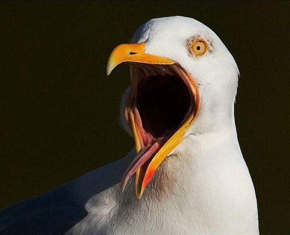 Чайка