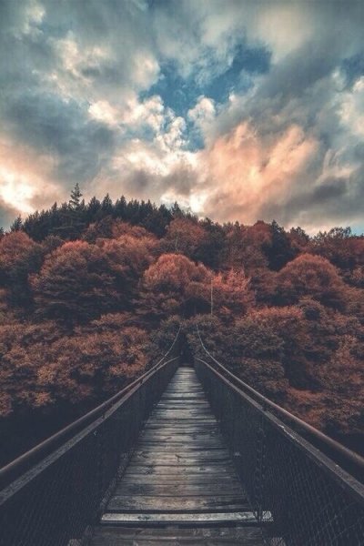 RjPaMcavDrc