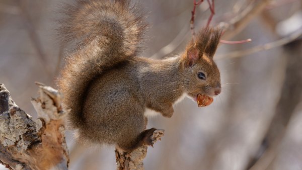 SnowySquirrel