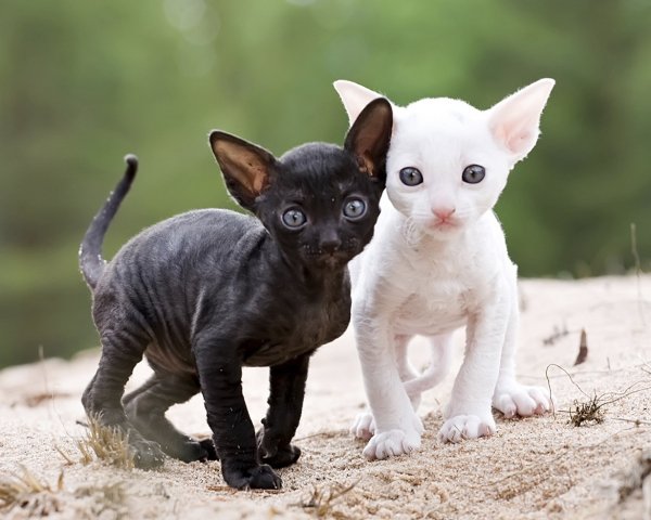 Корниш рекс котята