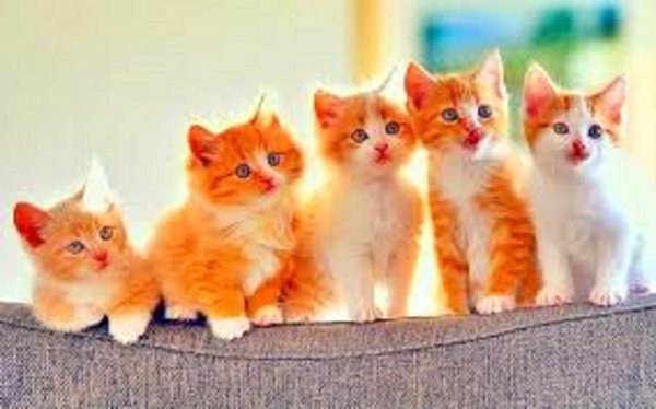 Пять котят