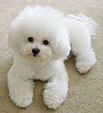 bichonfrise
