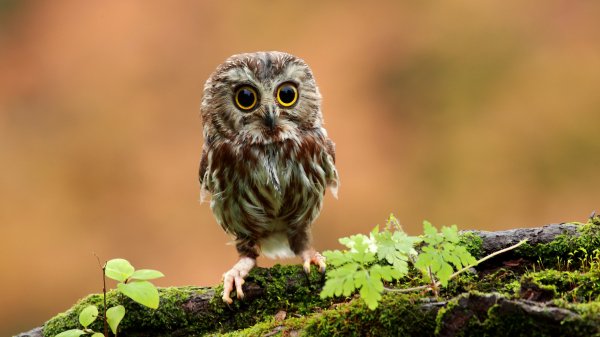 Owl 3842 3aq0f