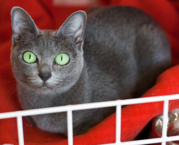 Корат