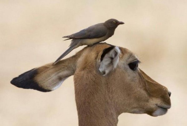 funny birds 63