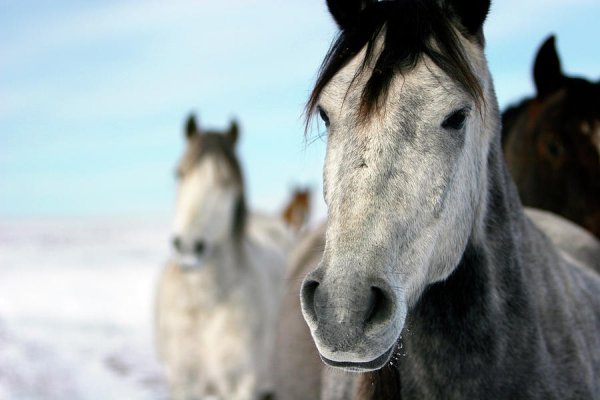 horses-in-the-snow-lori-andrews