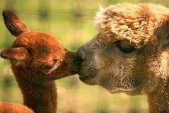 file_52705216