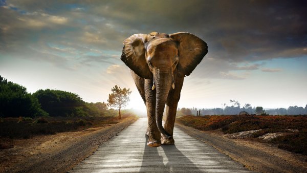 elephant--full-hd-wallpaper