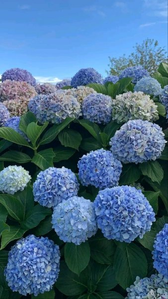 file_96315222