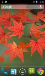 maple-leaf-live-wallpaper-v1.0.3