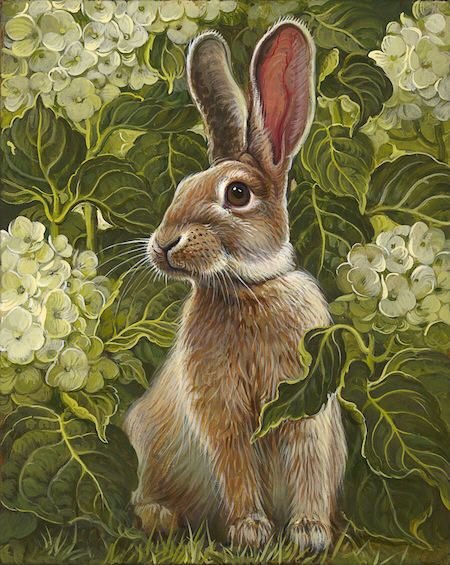 rabbit