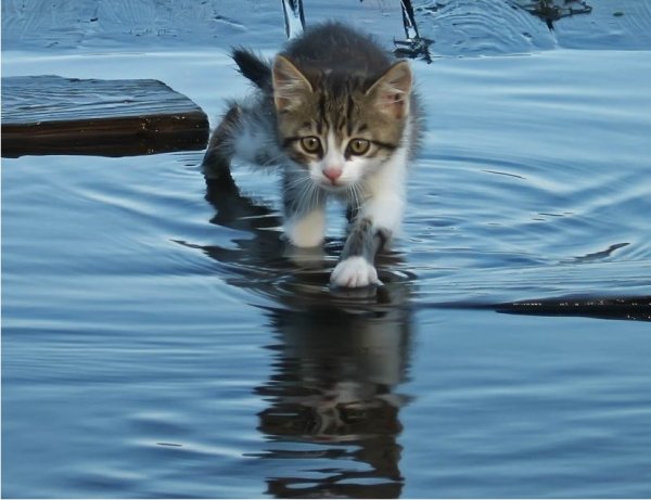 Котёнок и лужа..