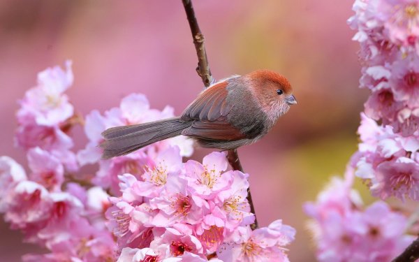 Cute Little Bird in Flowers