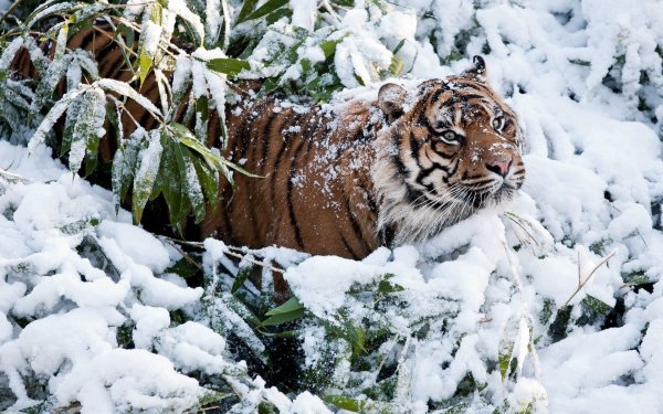 animals-tigr-sneg-vetki-zima-64080