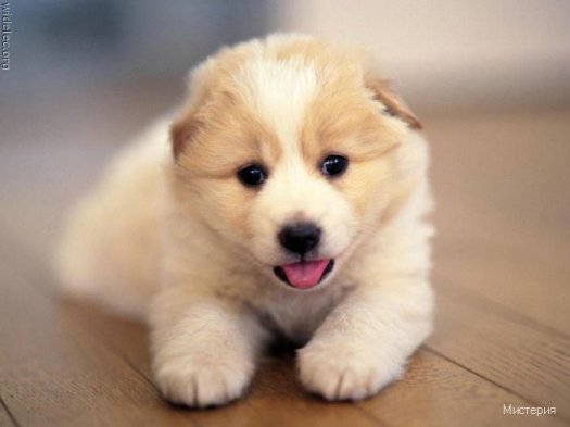 cute puppies 43